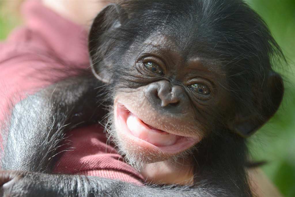 Dieses Bild hat ein leeres Alt-Attribut. Der Dateiname ist Baby-Chimpanzee-1.jpg