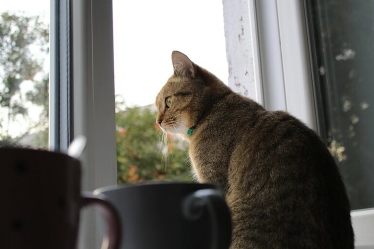 Deine Katze miaut oft ohne Grund? Das kann ein sehr trauriges Anzeichen sein Happy Woman